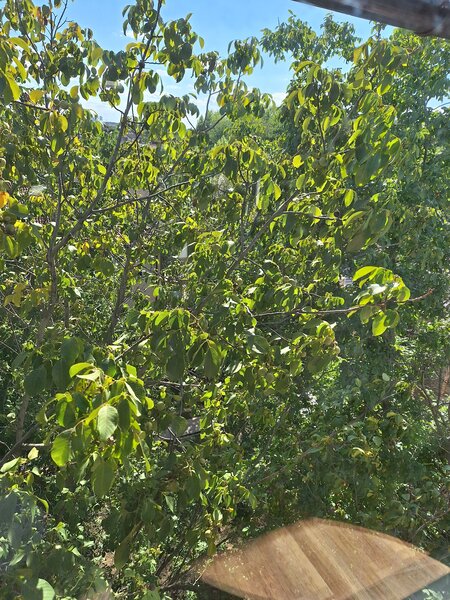 Pipera, Erou Iancu Nicolae,